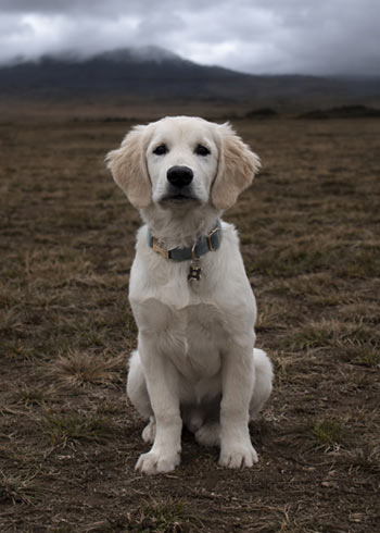dog